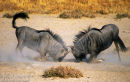 Blue Wildebeest Fighting