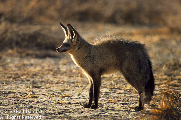 Bat-eared Fox (Otocyon megolitis) - profile