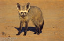 Bat-Eared Fox (Otocyon megalotis)