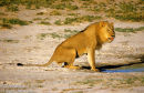 Lion at the Waterhole