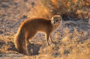 Yellow Mongoose at Burrow