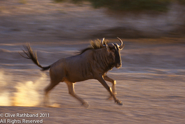 Wildebeest on the Run