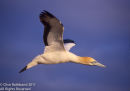 Cape Gannet in Flight 