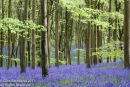 Bluebells at West Wood