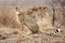 Cheetah on Mound