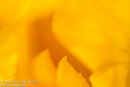 Yellow Iris Detail