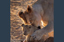 Lioness Picking Up Cub