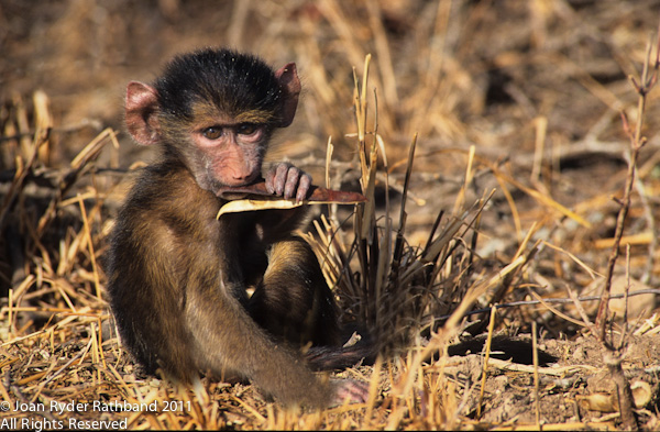 Baby Baboon with Seed Pod