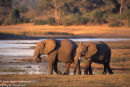 Elephant Pair Going To Drink, Chobe
