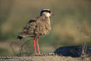 Crowned Lapwing Plover With Ruffled Feathers