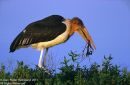 Marabou Stork With Nesting Material