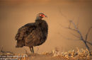 Swainson's Spurfowl Francolin With Ruffled Feathers