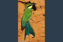 Swallow-tailed Bee-Eater at Nest