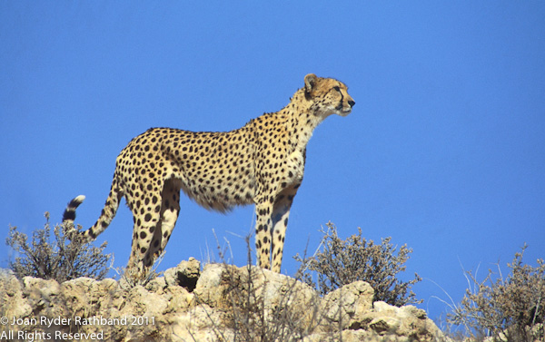 Hunting Cheetah on Ridge