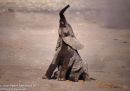 Playful Elephant Calf