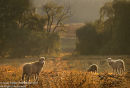 Backlit Sheep, Clarens, Free State, South Africa