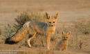 Cape Fox and Pup
