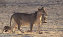 Lioness Carrying Small Cub