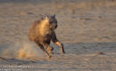 Fleeing Brown Hyaena