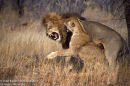 Lion Pair Snarling Aggresion After Mating