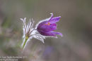 Pasque Flower with Stamens