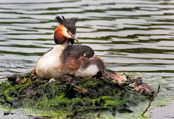 Nesting Great Crested Grebe With Chick
