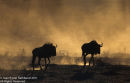 Wildebeest Kicking Up Dust